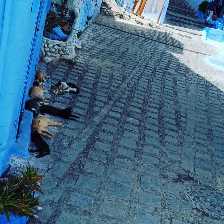 Casa Mablu Διαμέρισμα Chefchaouen Εξωτερικό φωτογραφία